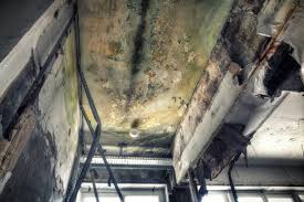 Best Real Estate Mold Inspection  in West Islip, NY